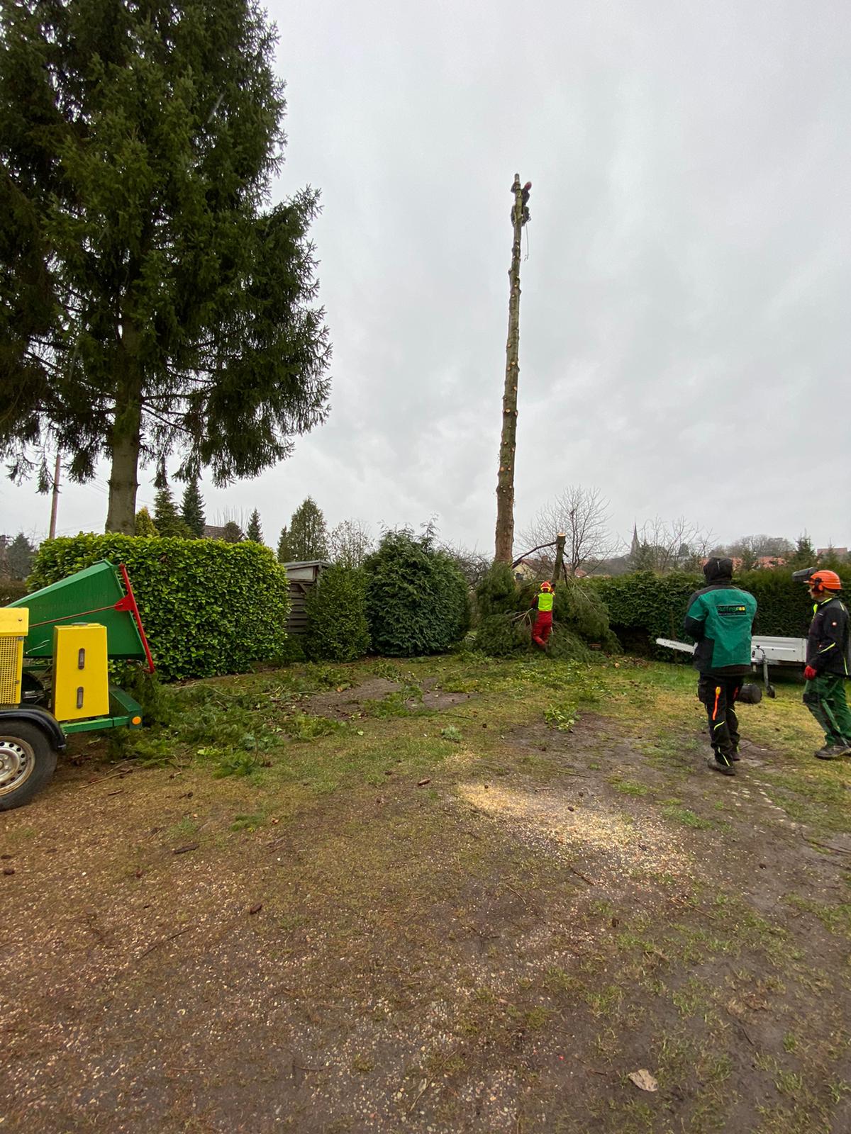 Baumpflege und Baumfällung von Ruffing Garten- und Landschaftsbau