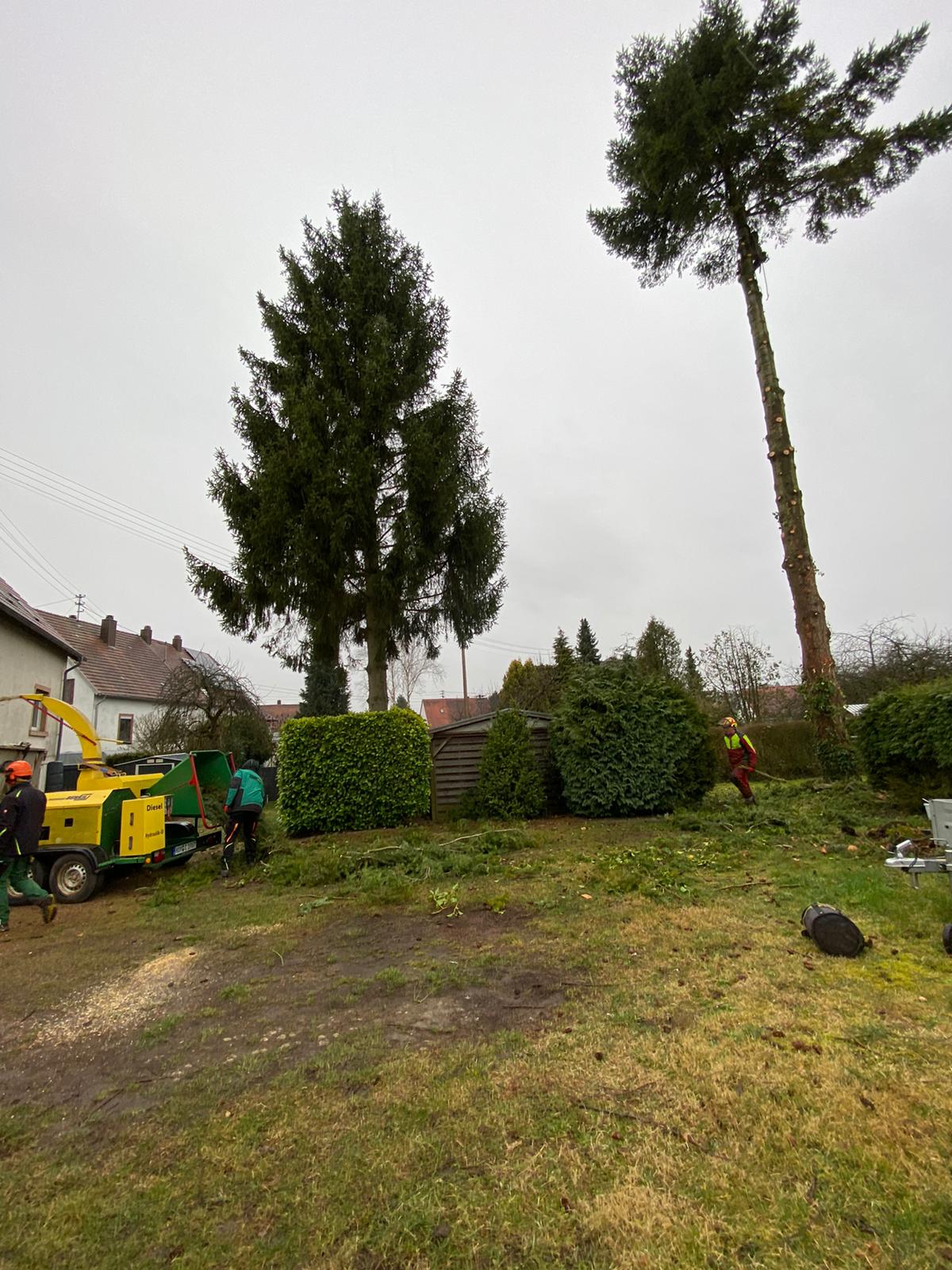 Baumpflege und Baumfällung von Ruffing Garten- und Landschaftsbau